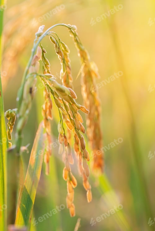 Preview: close up of yellow green rice field