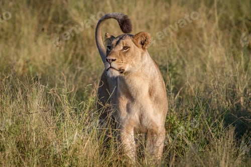 Preview: Lion standing in the grass in Chobe.