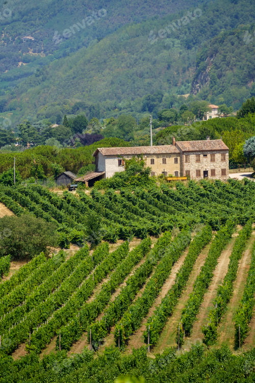 Preview: Summer landscape on the Colli Euganei, Padua, Italy