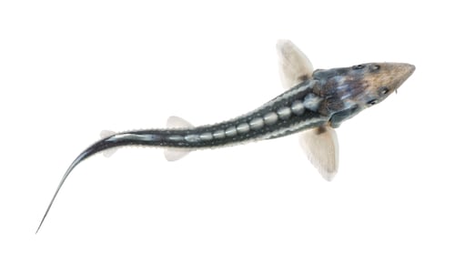 Preview: Diamond Sturgeon - Acipenser gueldenstaedtii