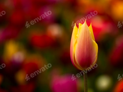 Preview: Beautiful tulip