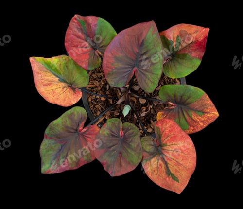 Preview: Beautiful colorful caladium on Black background isolate with clipping path. Queen