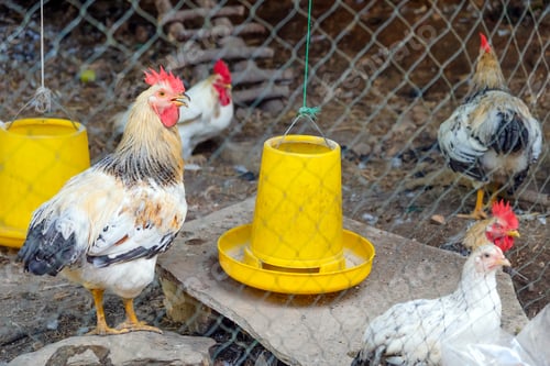 Preview: Chickens on traditional free range poultry farm