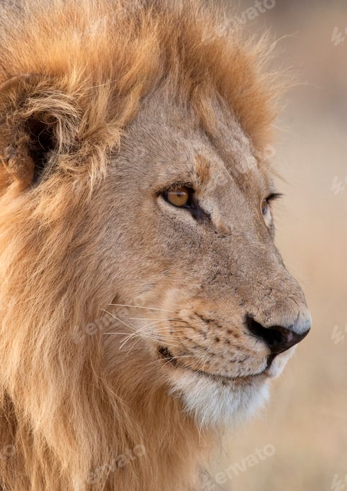 Preview: Lion - Panthera leo