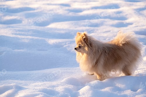 Preview: Fluffy pomeranian dog standing on field of white snow during sunny winter day.