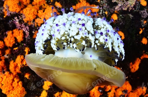 Preview: Background of jellyfish. Jellyfish swims in the ocean sea, light passes through the water, creating