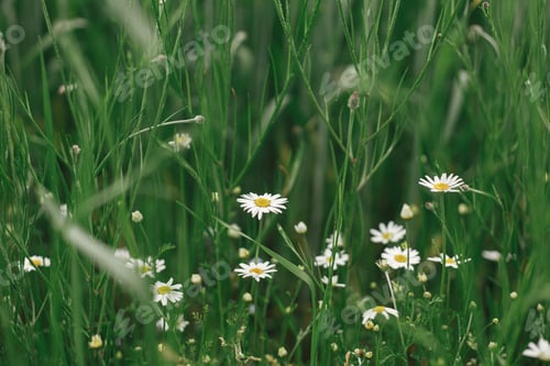 Preview: Daisy in summer field. Summer in countryside, floral wallpaper