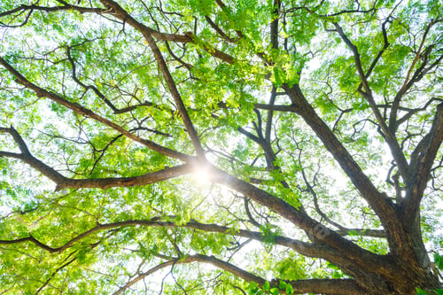 Preview: Many green leaves on branches of the old big tree in botanical garden, directly below