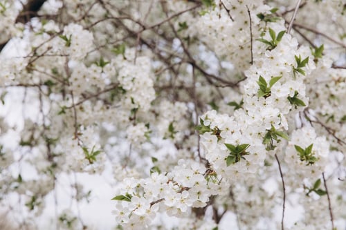 Preview: White cherry tree flowers blooming in spring