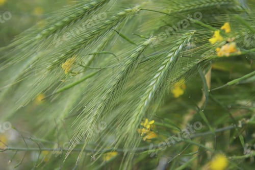 Preview: Green grains