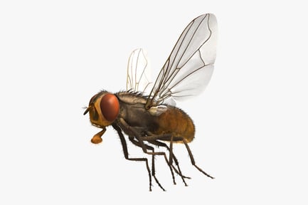 Preview: Musca Domestica: Common Housefly
