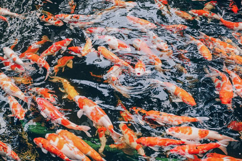 Preview: Top view of carp or crap fish in the pond with black background.