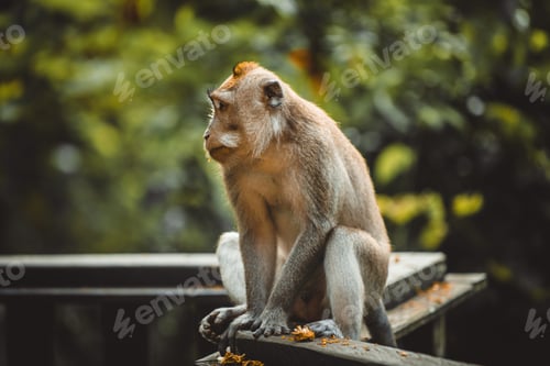 Preview: Portrait of an Adult Monkey in Monkey Forest, Ubud, Bali
