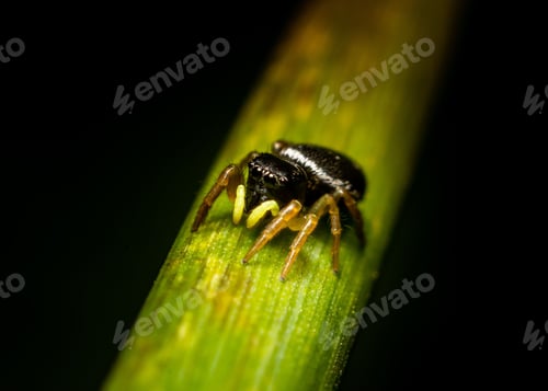 Preview: Macro shot of a jumping spider perched atop a green stalk of vegetation