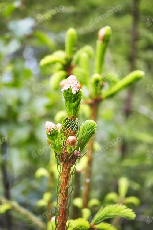 Preview: Close up picture of spruce twig with new sprouts