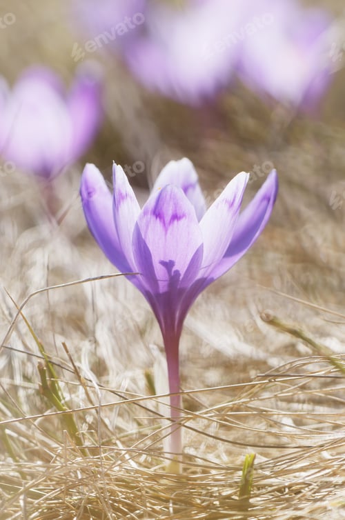 Preview: Beautiful spring flowers