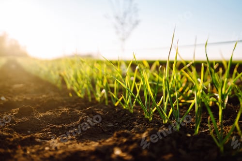 Preview: Green field of lucerne (Medicago sativa). Field of fresh grass growing. Ecology concept.