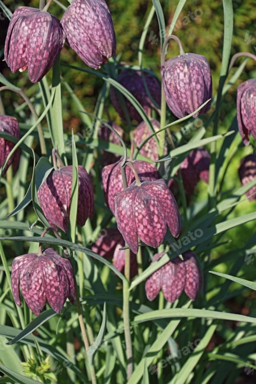 Preview: Snake'S Head Fritillary (Fritillaria Meleagris). Called Chess Flower, Frog-Cup, Guinea-Hen Flower