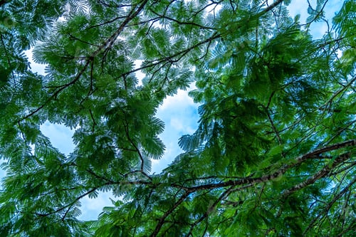 Preview: schizolobium tree in the South American jungle