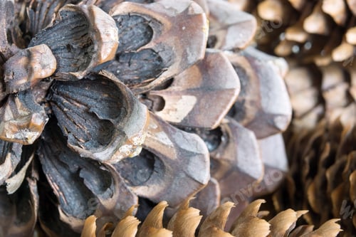 Preview: Vague Abstract Texture A Closeup Of The Old Coniferous Cone For A Natural Background