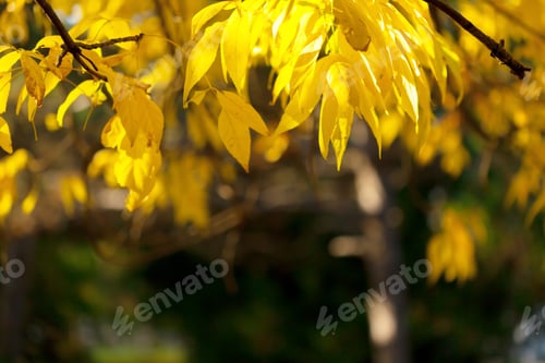 Preview: Autumn leaves