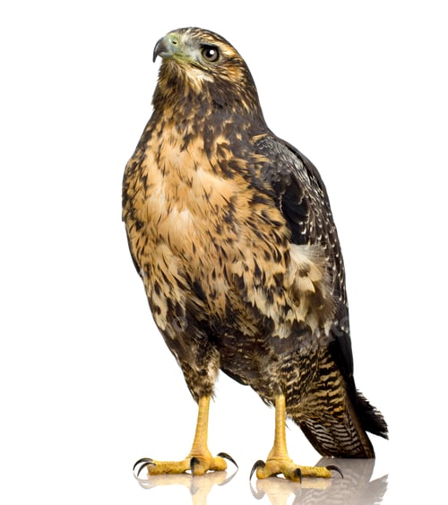 Preview: Young Black-chested Buzzard-eagle () - Geranoaetus melanoleucus