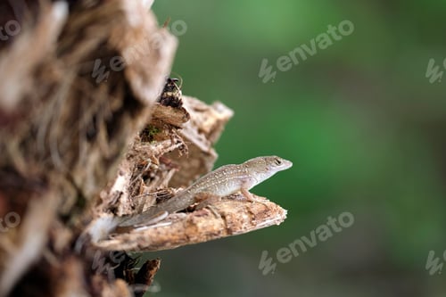 Preview: Macro closeup of blown alone lizard warming on summer sun.