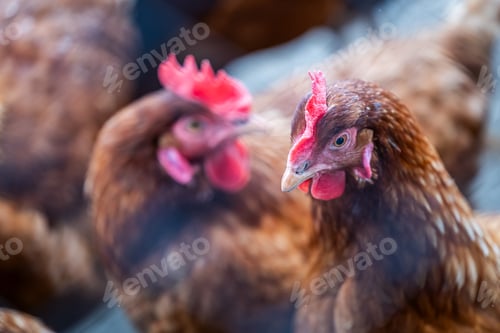 Preview: Close-Up of Brown Chickens in a Farm Setting