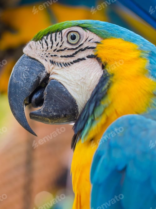 Preview: bird, parrot, Scarlet, Macaw