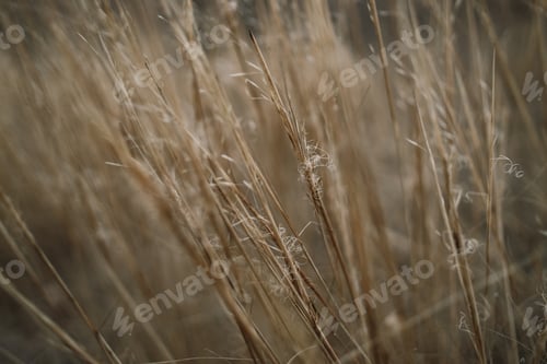 Preview: beautiful natural background, macro photo