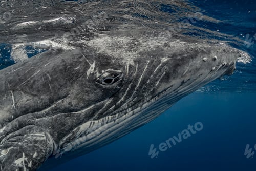 Preview: Humpback whale (Megaptera novaeangliae) in the waters of Tonga