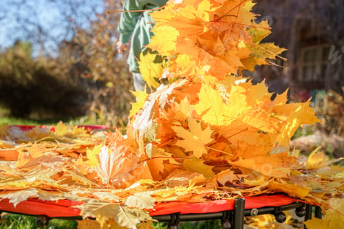 Preview: Girl kid jumping on trampoline with autumn leaves. Bright yellow orange maple foliage. Child