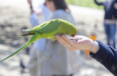 Preview: Rose-ringed parakeet eating from person's palm