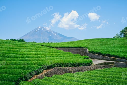 Preview: Fresh green tea field in a spring morning with Mt Fuji in the background. Best spot photo in Shizuok