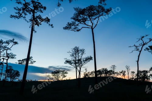 Vista previa: Pinus mugo - It is also known as creeping pine, dwarf mountain pine, mugo pine