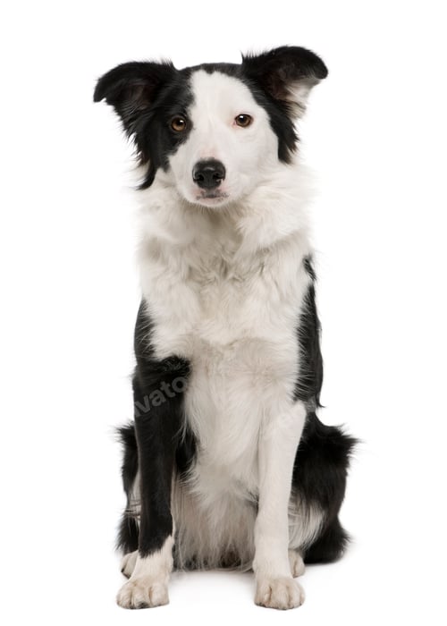 Preview: Young Border Collie, 15 months old, sitting in front of white background