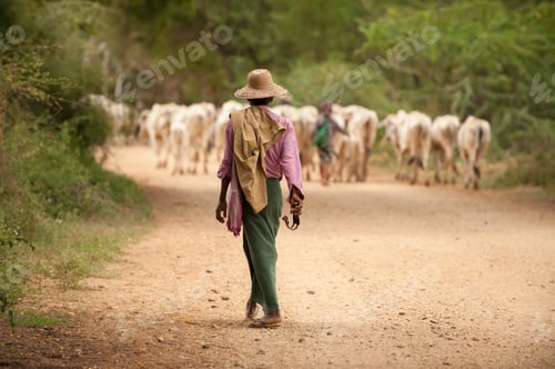 Preview: A herder walks a dusty path leading a flock of goats.