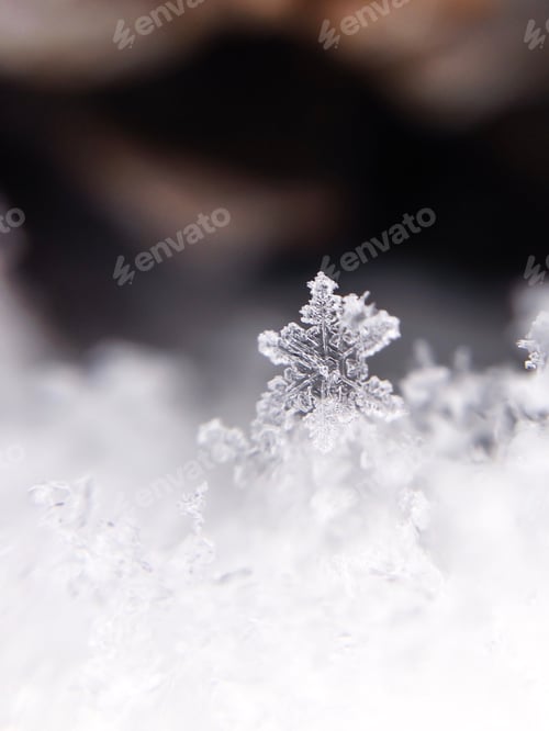 Preview: Macro shot of a snowflake on green pine needles