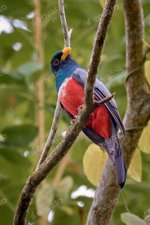 Preview: Colorful bird perched on top of a tree
