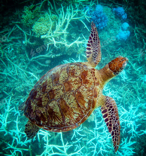 Preview: Colorful sea life underwater, shallow underwater seascape