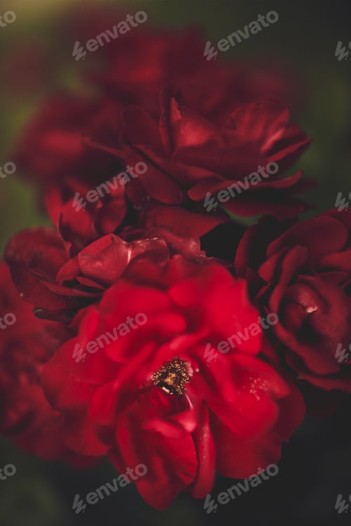 Preview: Close up of vintage red rose flowers
