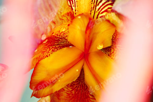 Preview: Close up of a red iris flower macro shot