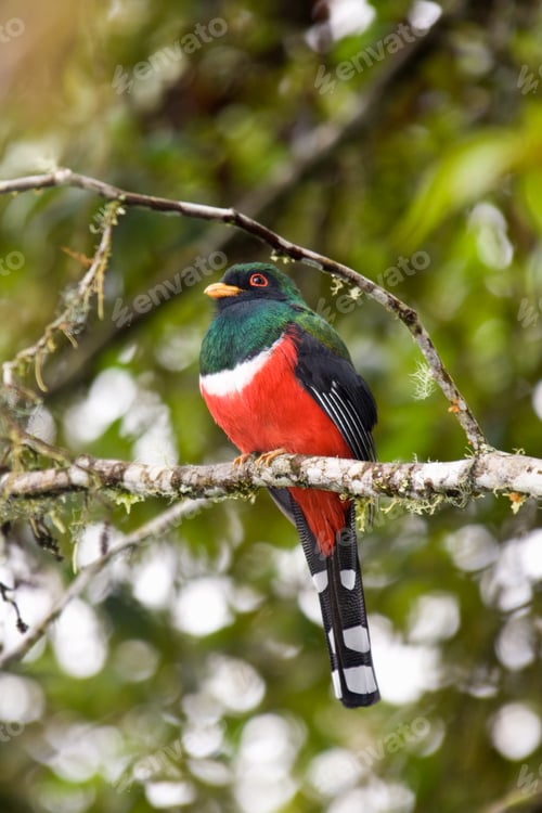 Preview: Male Masked Trogon (Trogon personatus) in the Mindo Cloud Forest at Pichincha in northern Ecuador