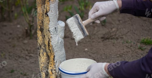 Preview: a male farmer covers a tree trunk with protective white paint against pests.