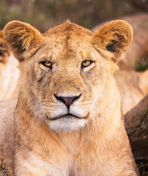 Preview: A Beautiful wildlife in the World