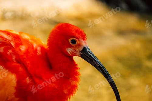 Preview: A vivid Scarlet Ibis stands gracefully in water, its vibrant plumage reflecting on the surface