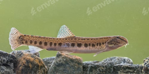 Preview: Spined loach in water