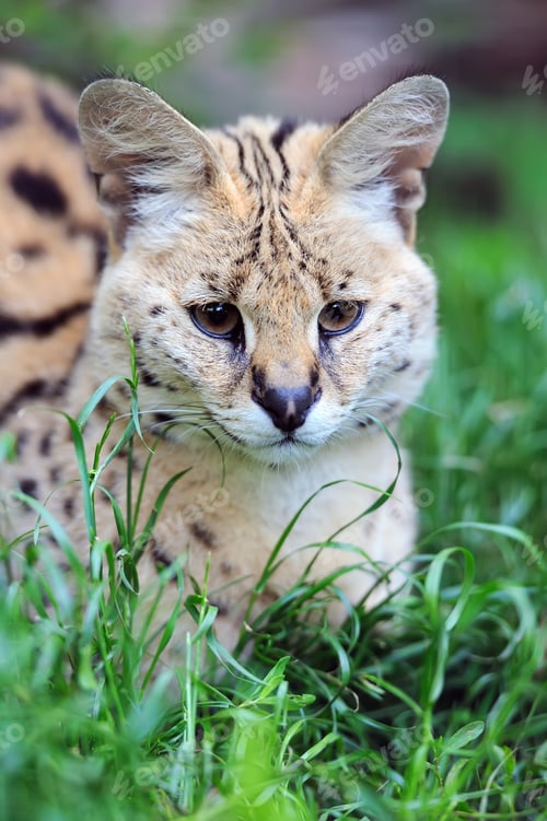 Preview: Serval cat (Felis serval)