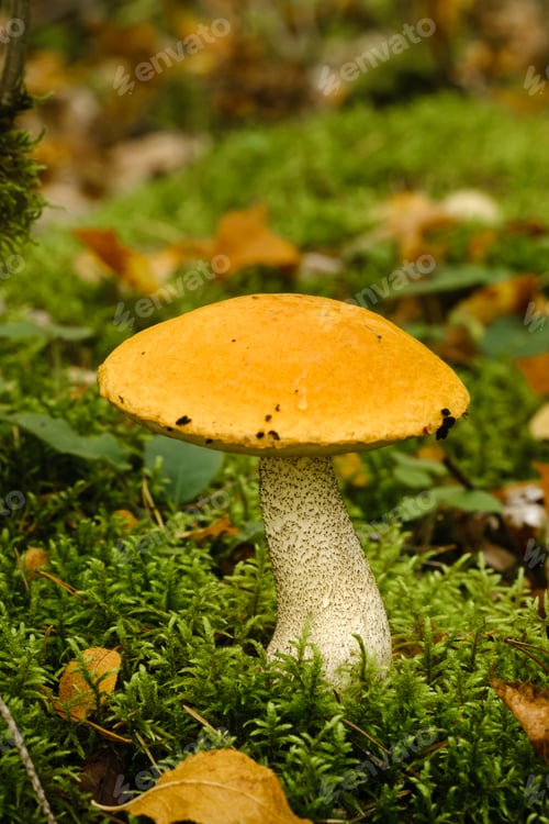 Preview: A large aspen mushroom with an orange cap grows in the autumn forest. Mushrooms in the forest.