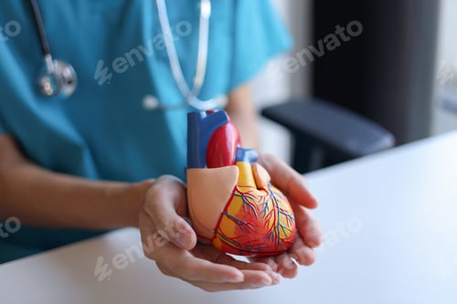 Preview: Doctor using heart model to explain blood flows direction.